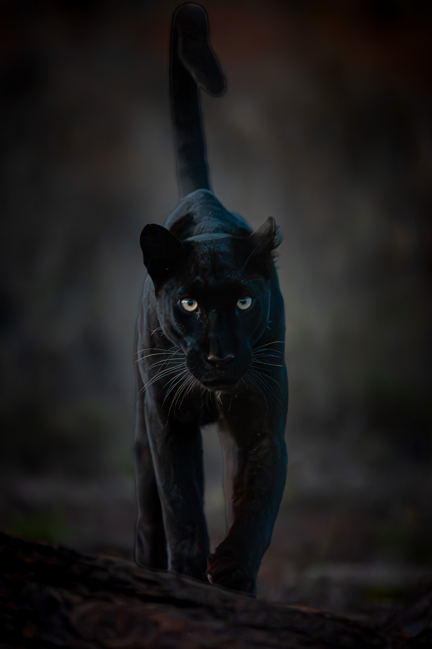 Black leopard